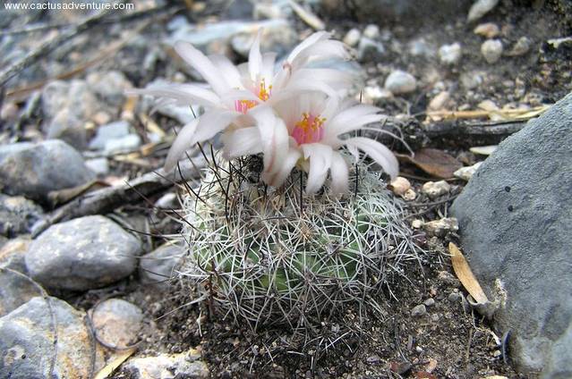 Файл:Turbinicarpus saueri ssp. saueri GM 806.jpg