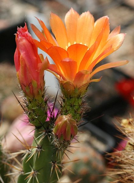 Файл:Corryocactus maximus - wikipedia.jpg