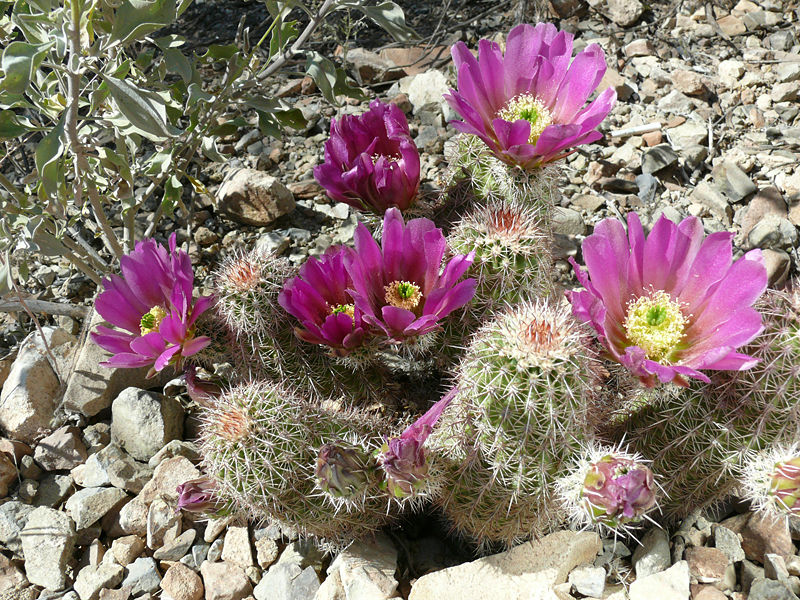 Файл:Echinocereus bonkerae.jpg