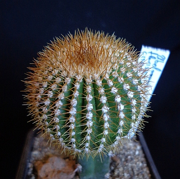 Файл:Ubelmannia pectinifera ssp. flavispina - p dachev.jpg