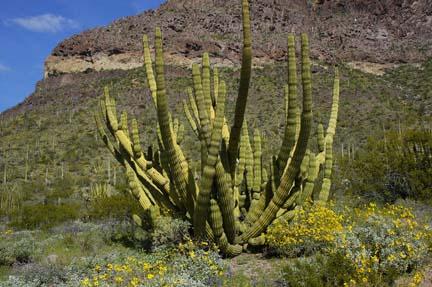 Файл:Stenocereus thurberi ssp. thurberi 03.jpg