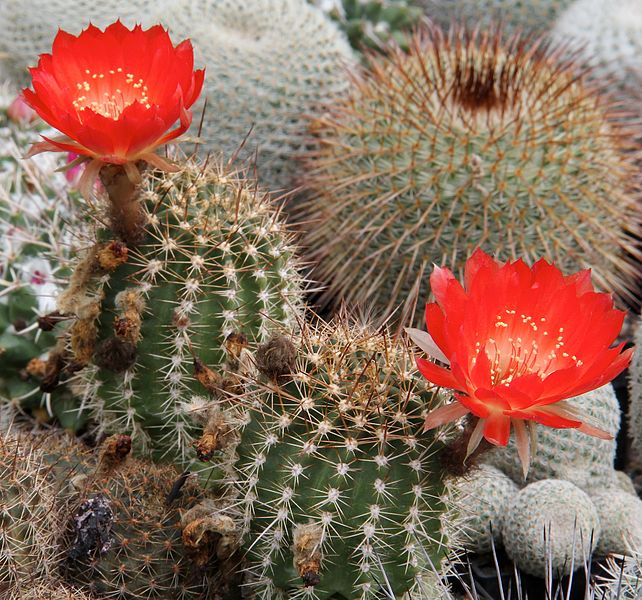 Файл:Echinopsis hertrichiana 2.jpg