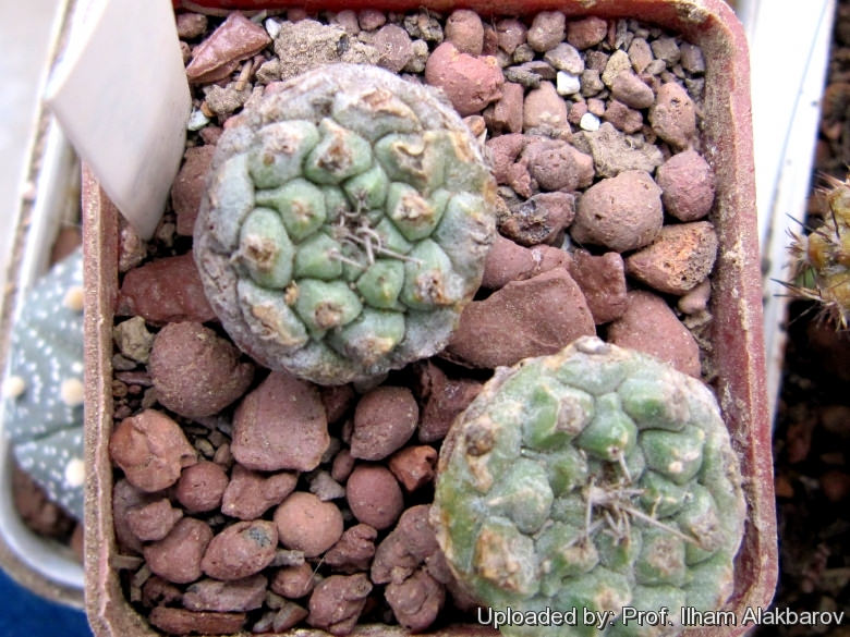 Файл:Strombocactus corregidorae 19030.jpg