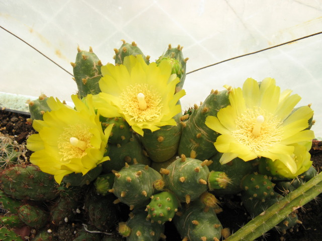 Файл:Austrocylindropuntia floccosa GaMO 9.jpg