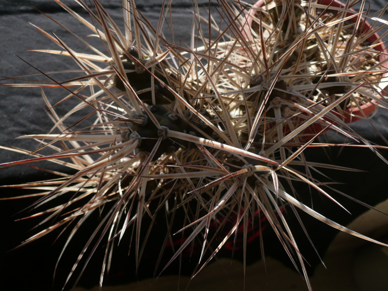 Файл:Maihueniopsis platyacantha 2.jpg