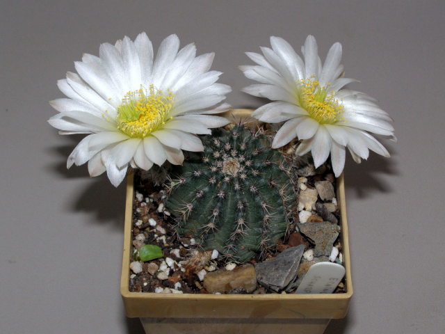 Файл:Echinocereus pulchellus ssp. sharpii.jpg