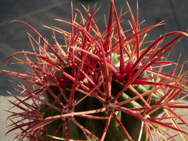 Файл:Ferocactus chrysacanthus ssp. chrysacanthus 3.jpg