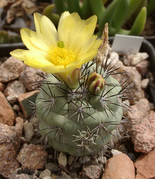 Файл:Ortegocactus macdougallii 3.jpg