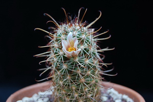 Файл:Mammillaria capensis 138.jpg