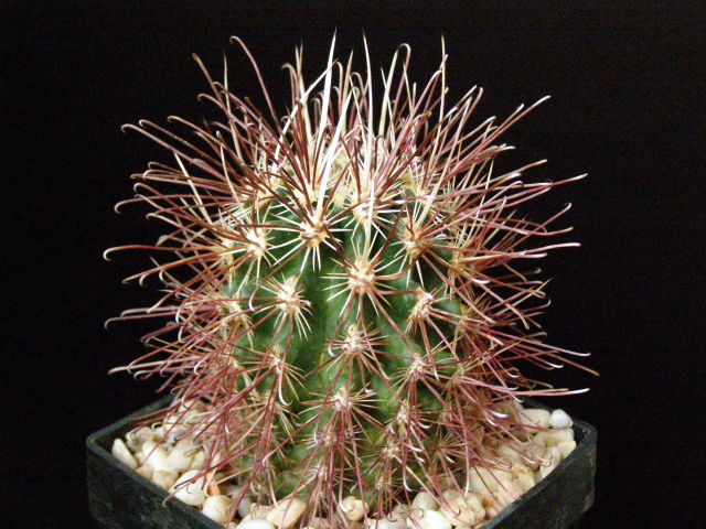 Файл:Sclerocactus polyancistrus.jpg
