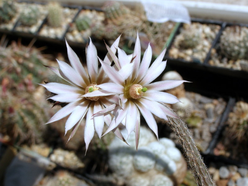 Файл:Echinocereus leucanthus.jpg