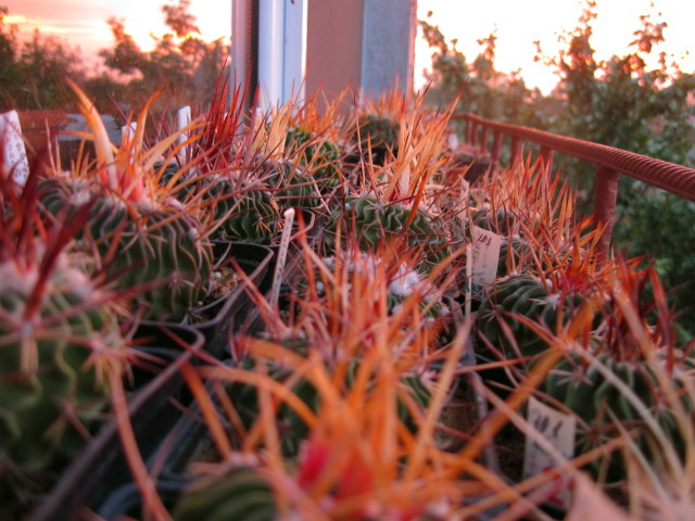 Файл:Stenocactus Petarco442.jpg