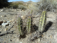 Corryocactus tarijensis.JPG