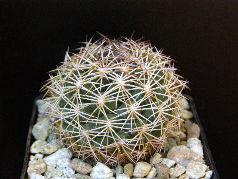 Файл:Coryphantha echinus.JPG