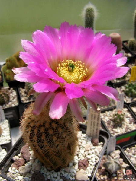 Файл:Echinocereus reichenbachii ssp. baileyi 5.jpg
