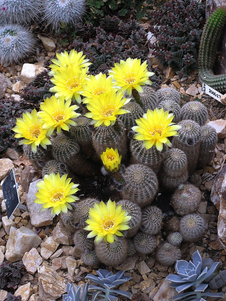 Файл:Echinopsis aurea 'Leucomalla' 4.jpg