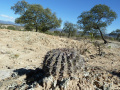 Echinopsis rojasii 1.JPG
