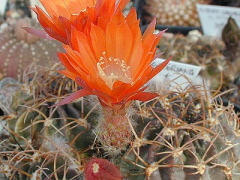 Echinopsis tegeleriana.jpg