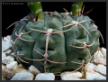 Gymnocalycium schroederianum 2.jpg