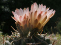 Gymnocalycium uruguayense 02.jpg