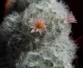 Mammillaria plumosa 3.jpg