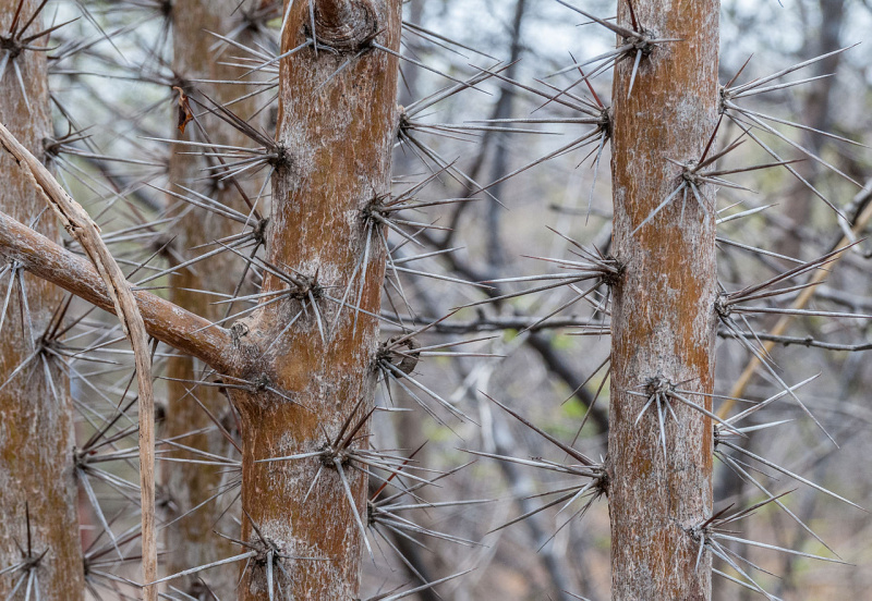 Файл:Pereskia guamacho 9.jpg
