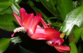 Schlumbergera truncata
