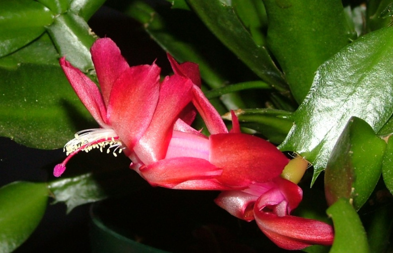 Файл:Schlumbergera truncata 2.jpg