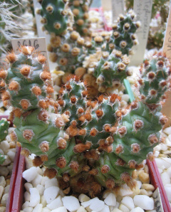 Tephrocactus molinensis.jpg