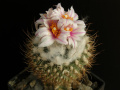 Turbinicarpus saueri ssp. saueri var. gonzalezii