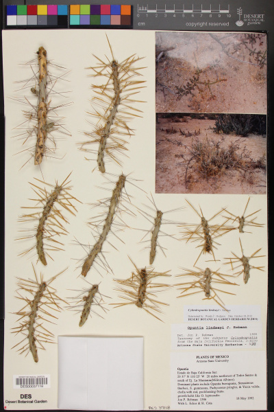 Файл:Cylindropuntia lindsayi DES37118.jpg