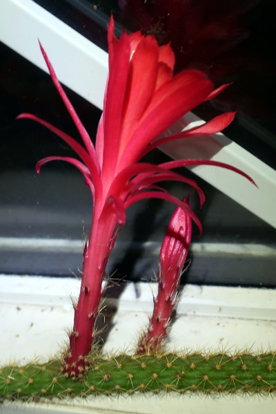 Файл:Disocactus martianus 3.JPG