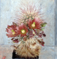 Echinocereus russanthus