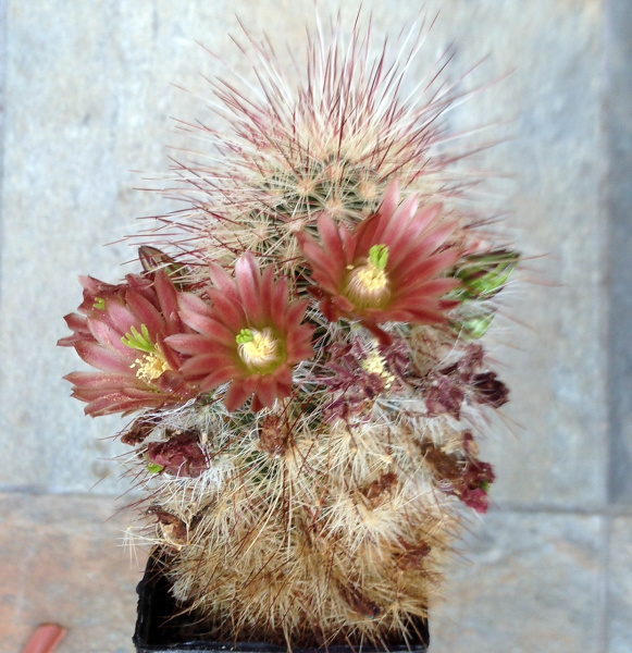 Файл:Echinocereus russanthus 7.jpg