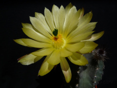 Echinocereus subinermis ssp. subinermis 3.jpg