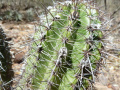 Echinopsis bridgesii ssp. bridgesii 2.JPG