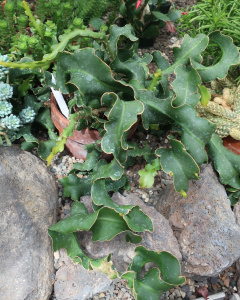 Epiphyllum hookeri ssp. guatemalense 0.JPG