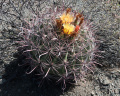 Ferocactus wislizeni 26.JPG