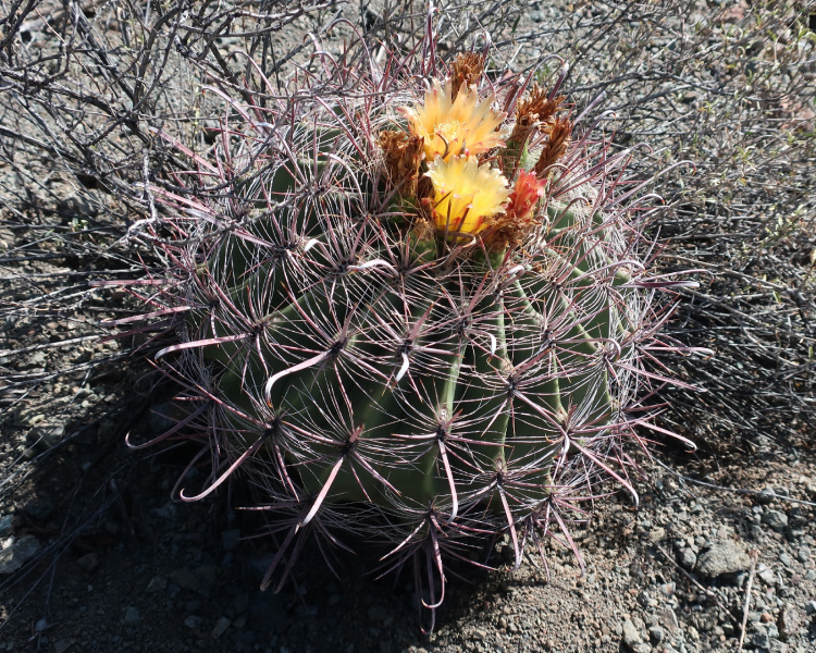 Файл:Ferocactus wislizeni 26.JPG