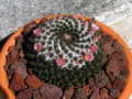 Mammillaria formosa ssp. pseudocrucigera 1.jpg