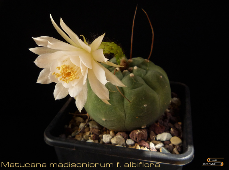 Файл:Matucana madisoniorum albiflora.jpg