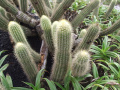 Pilosocereus aurisetus ssp. aurisetus
