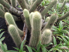Pilosocereus aurisetus ssp. aurisetus 2.JPG