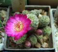 Rebutia vasqueziana 2.jpg