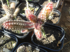 Austrocactus spiniflorus 1G.jpg