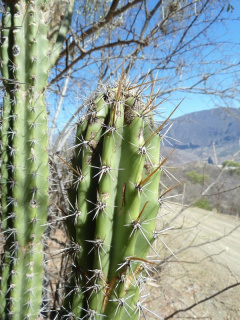 Castellanosia caineana 5.JPG