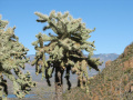 Cylindropuntia fulgida 32.jpg