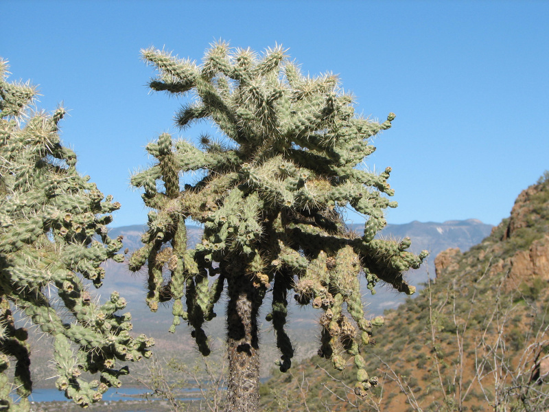 Файл:Cylindropuntia fulgida 32.jpg
