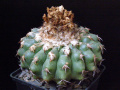Discocactus boliviensis