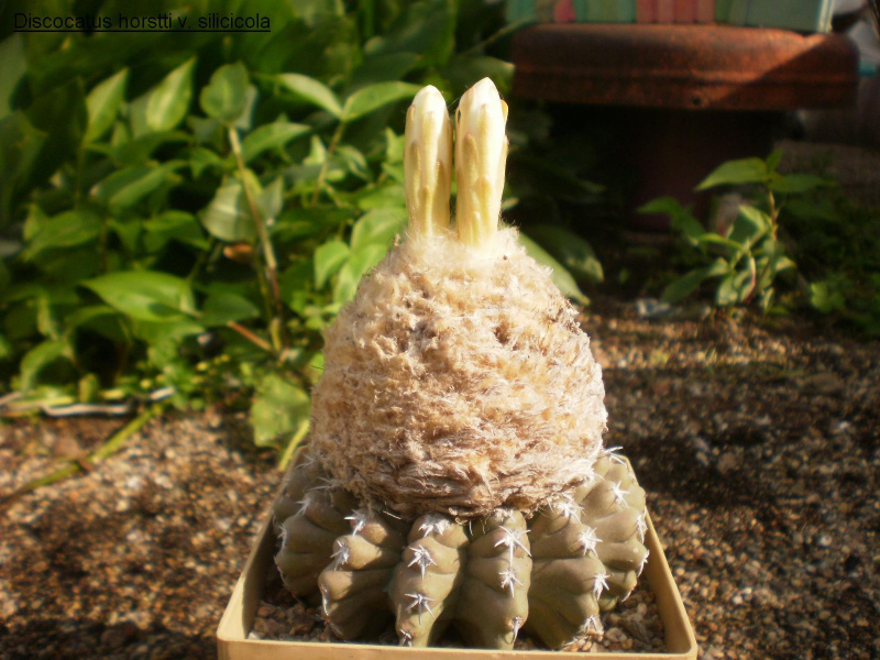 Файл:Discocactus horstii v. silicicola.jpg
